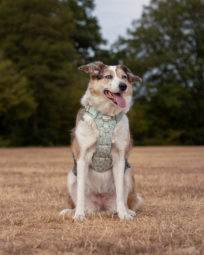 Olive Orchard Wild Edition Harness