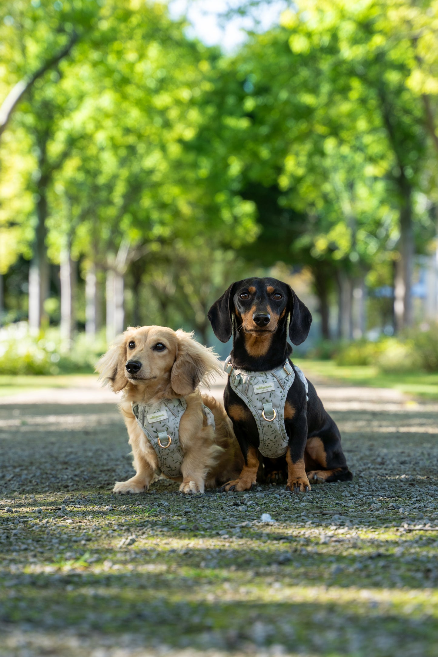 Olive Orchard Wild Edition Harness