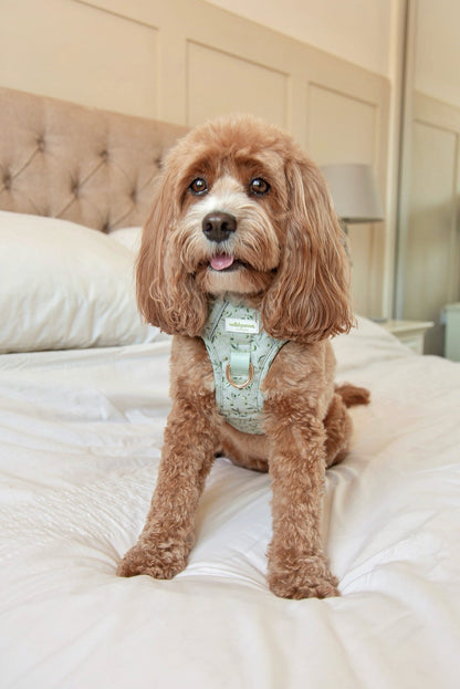 Olive Orchard Wild Edition Harness