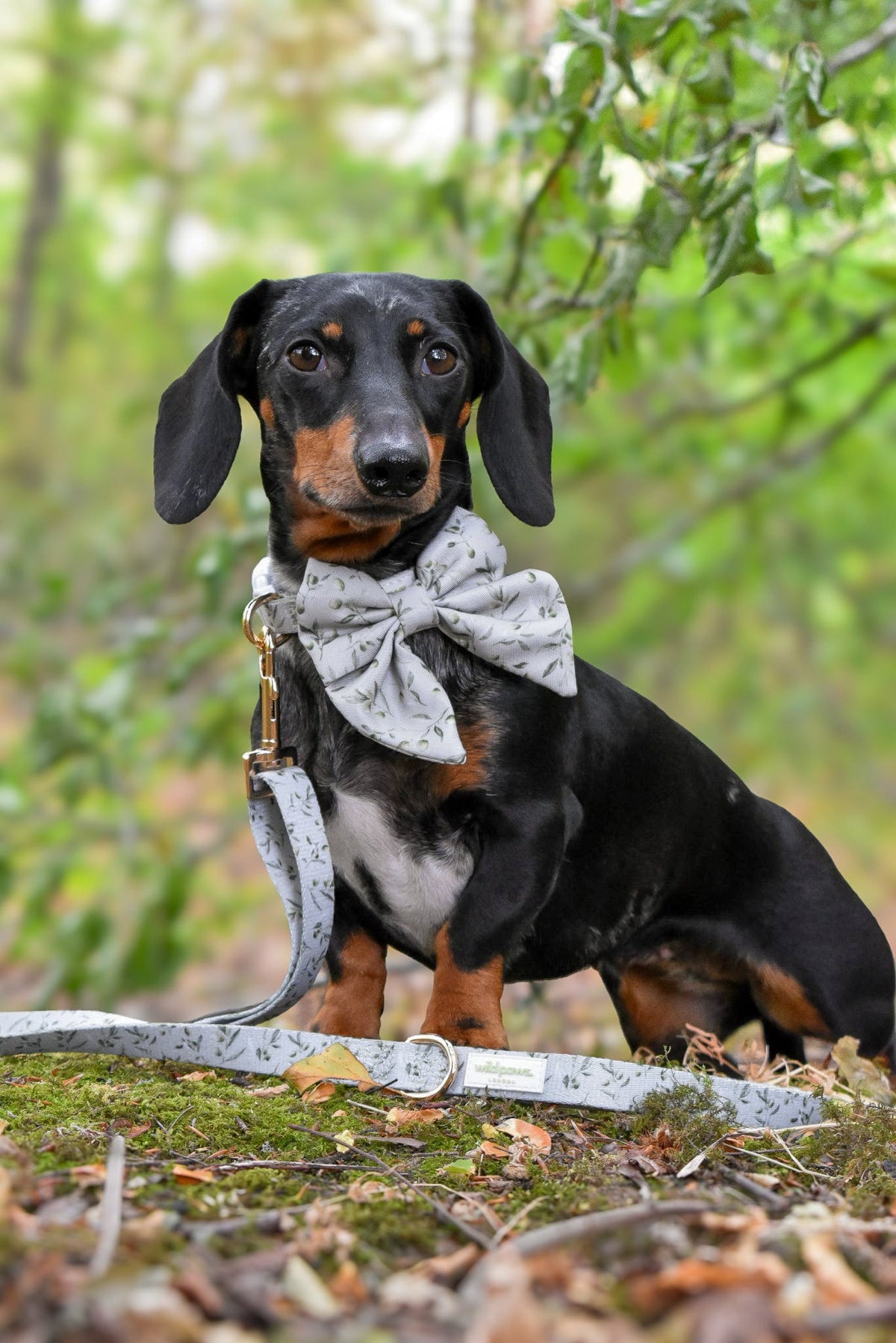Olive Orchard Sailor Bow