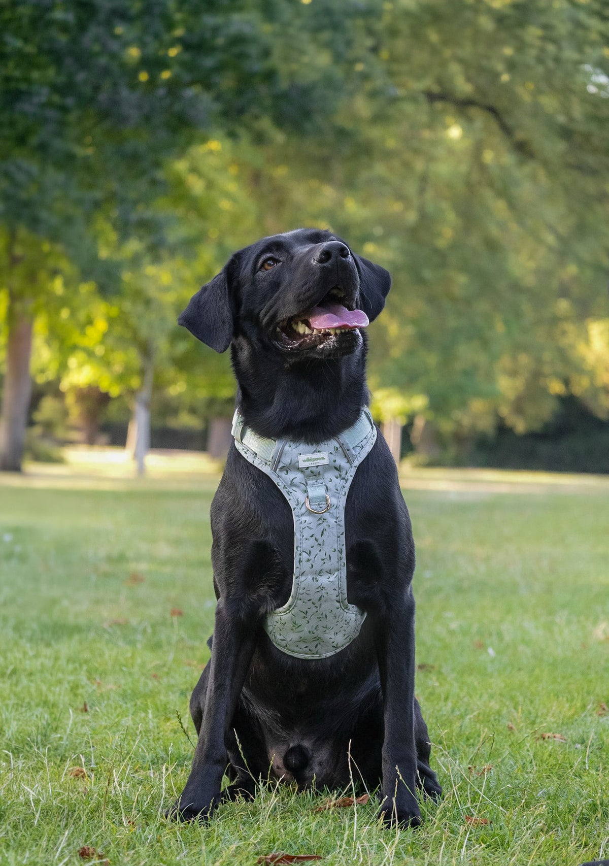 Olive Orchard Wild Edition Harness