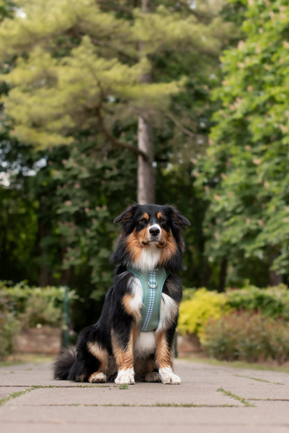 Matcha Milkshake Wild Edition Harness