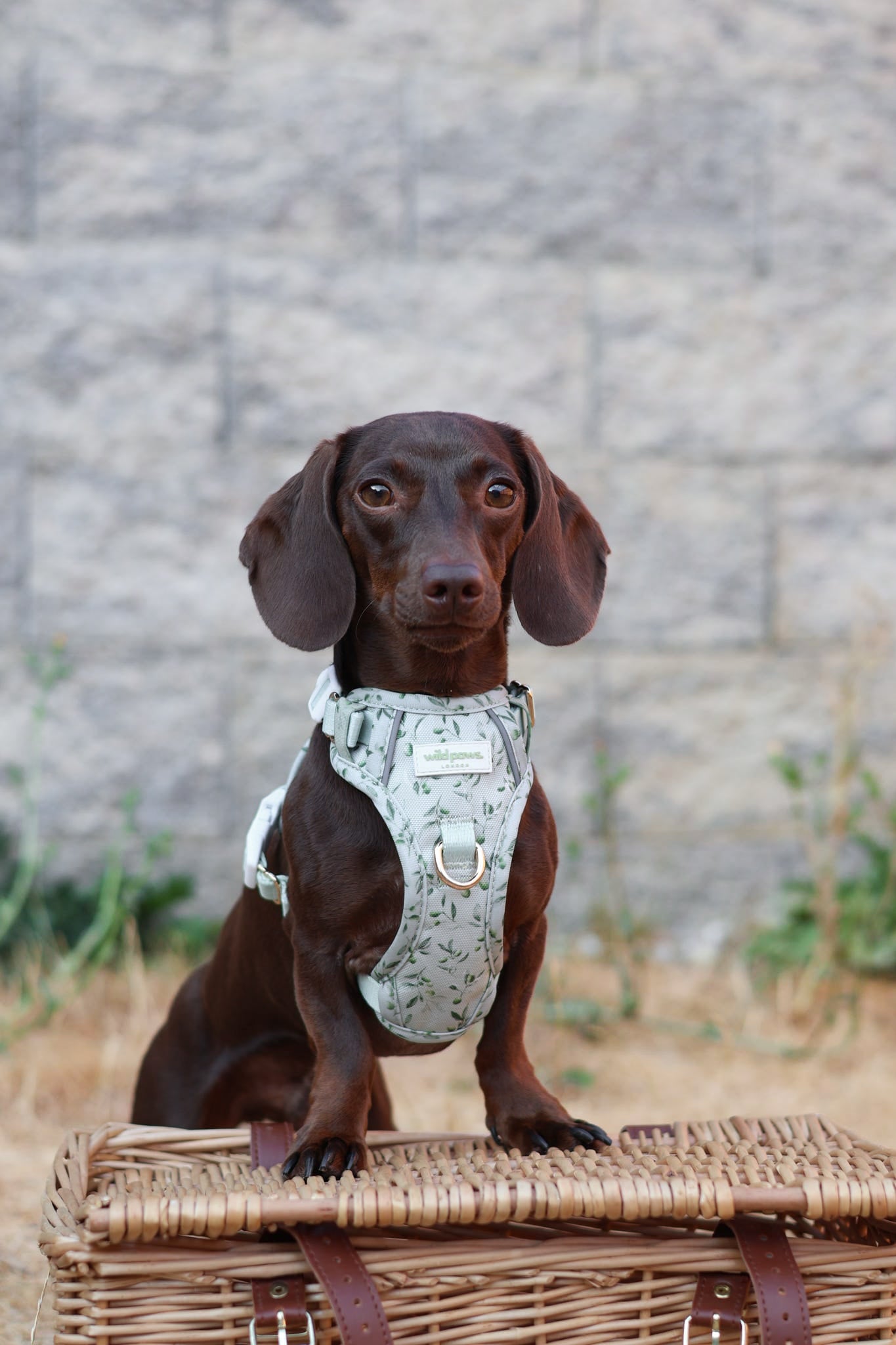 Olive Orchard Wild Edition Harness