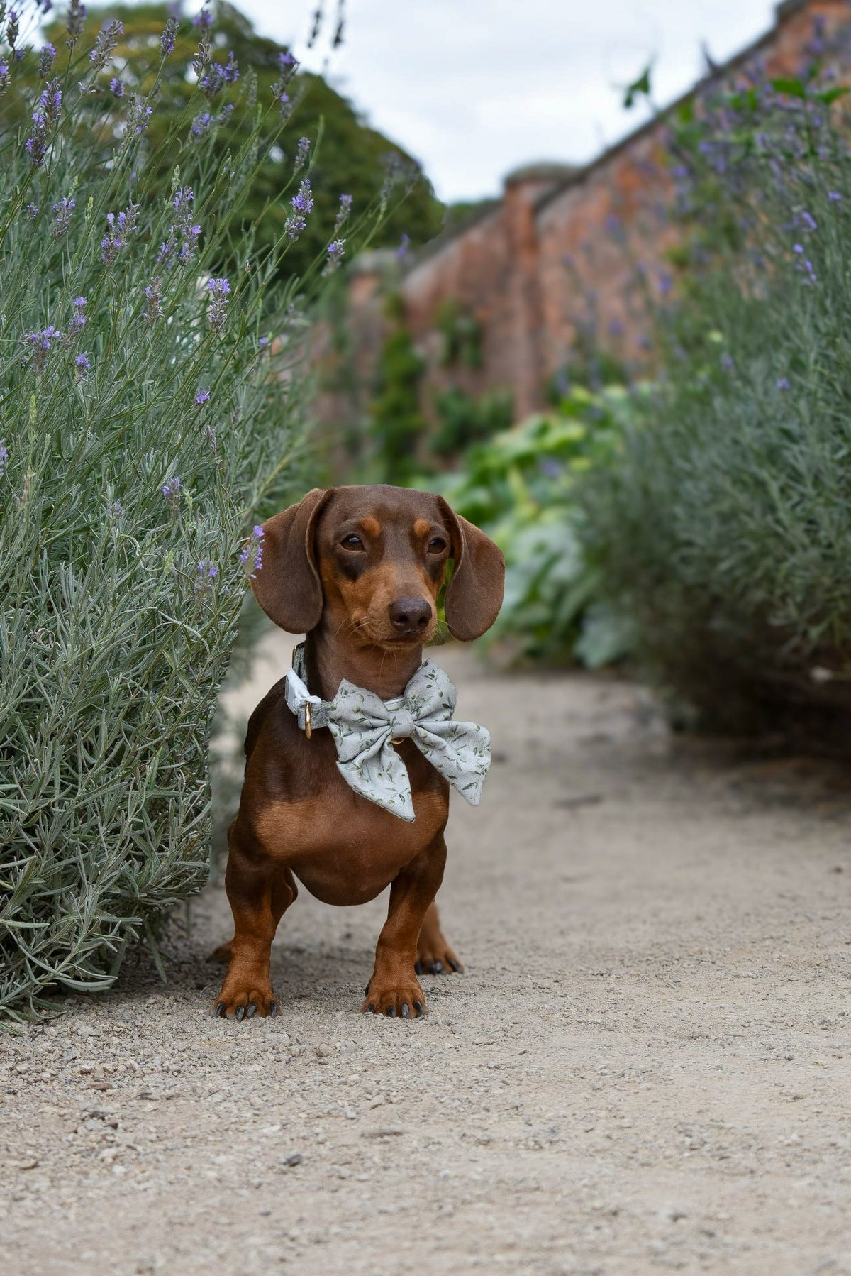 Olive Orchard Sailor Bow