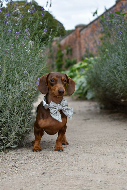 Olive Orchard Sailor Bow
