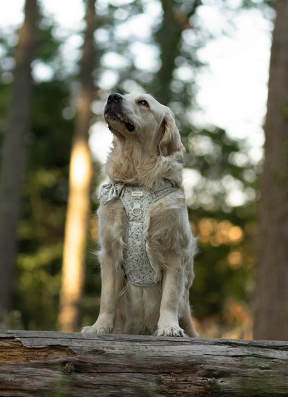 Olive Orchard Wild Edition Harness