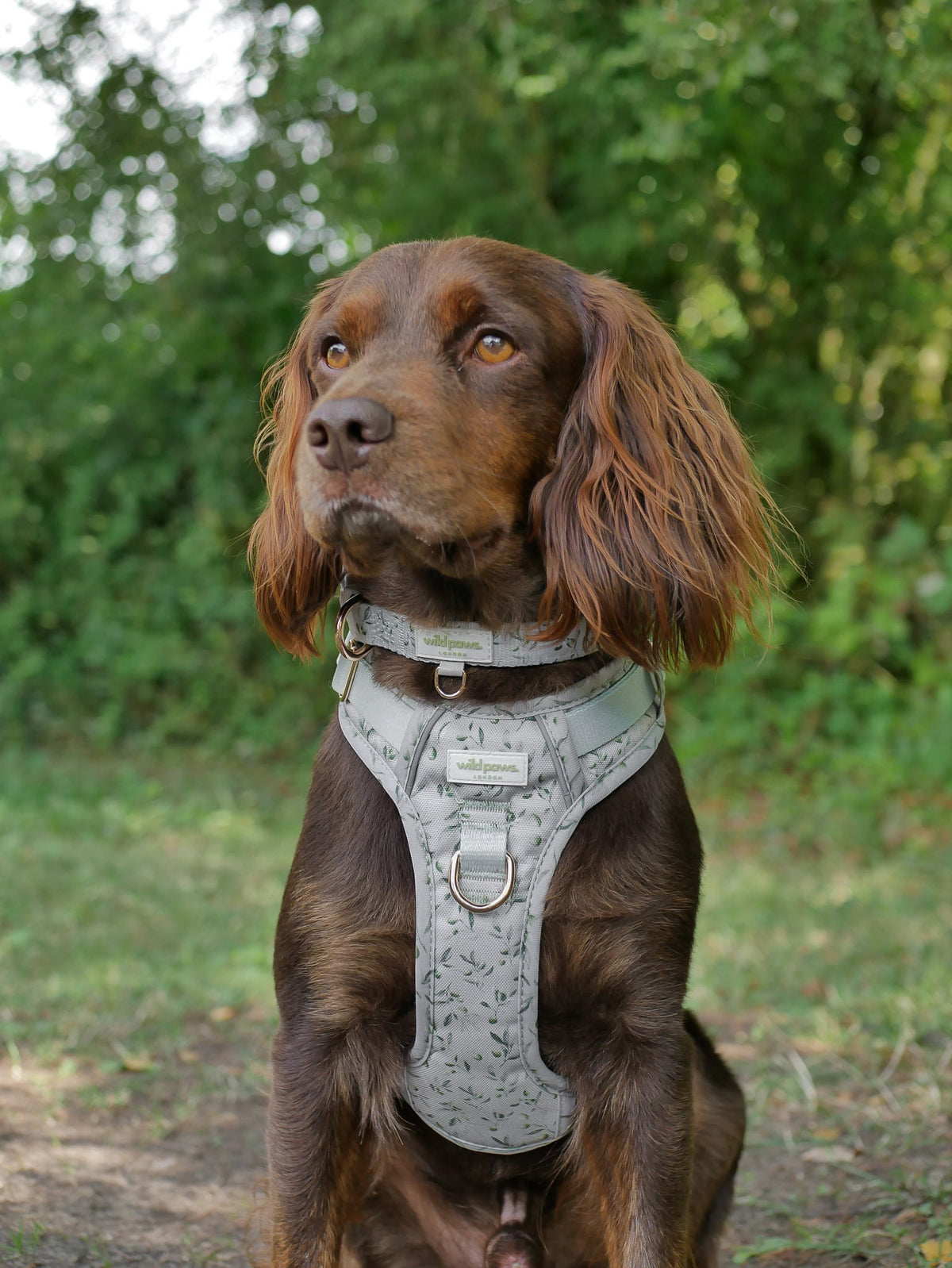 Olive Orchard Wild Edition Harness