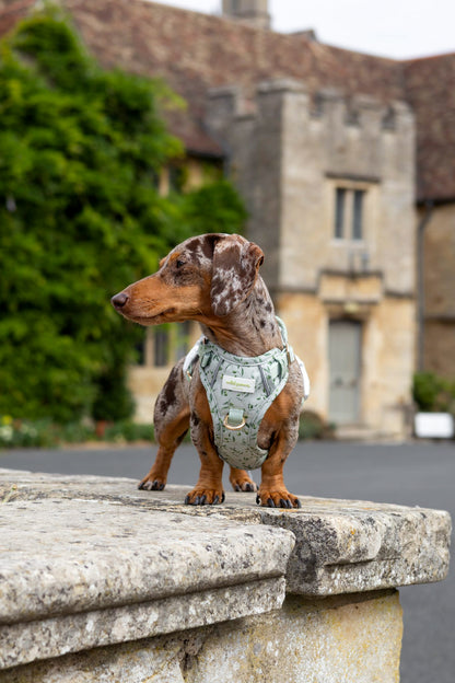 Olive Orchard Wild Edition Harness