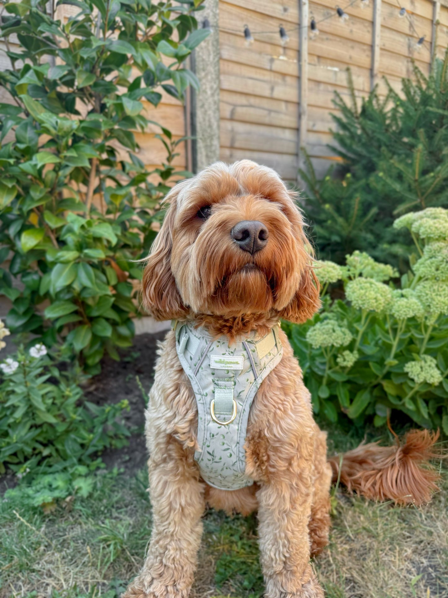 Olive Orchard Wild Edition Harness