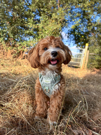 Olive Orchard Wild Edition Harness
