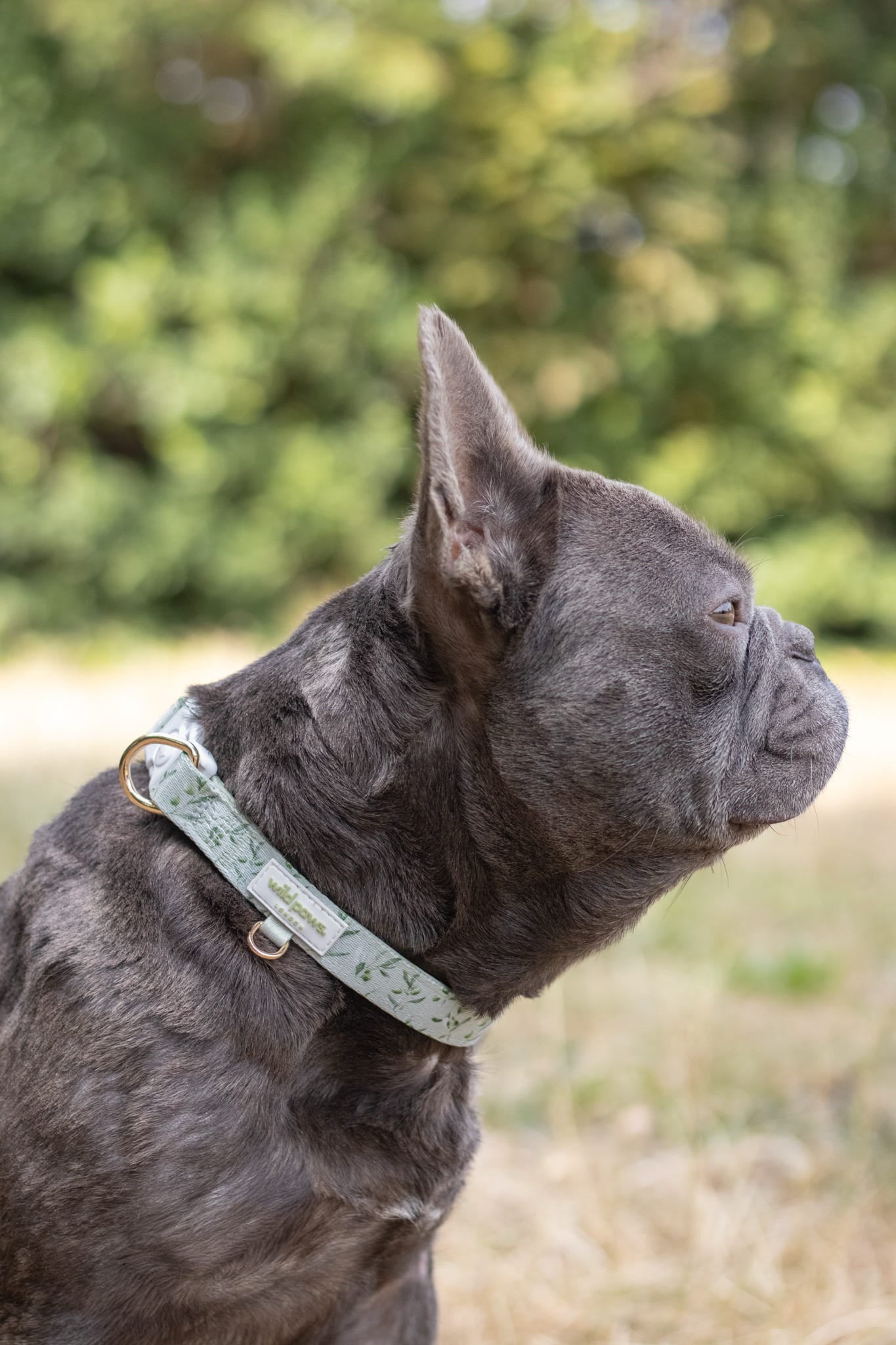 Olive Orchard Adjustable Collar