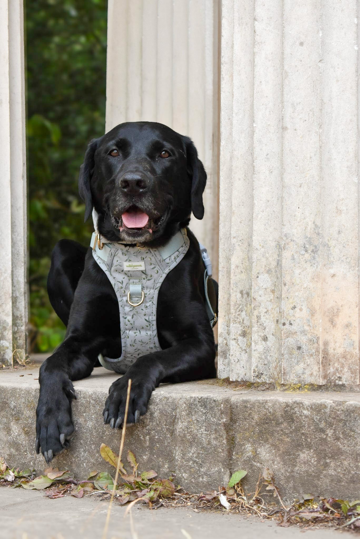 Olive Orchard Wild Edition Harness