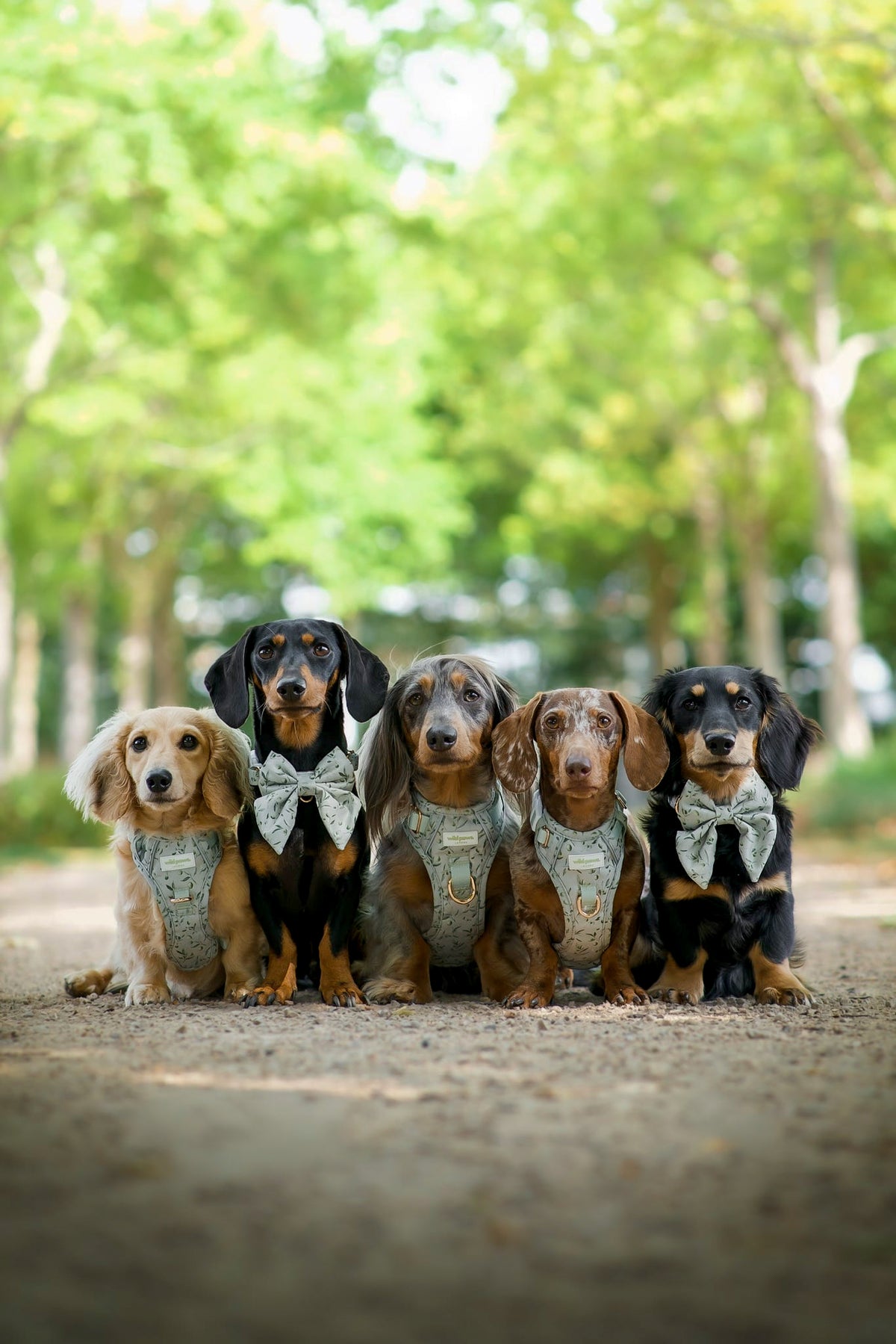 Olive Orchard Wild Edition Harness