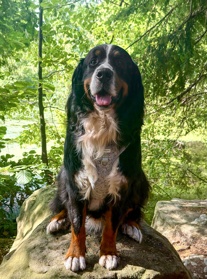 Olive Orchard Wild Edition Harness
