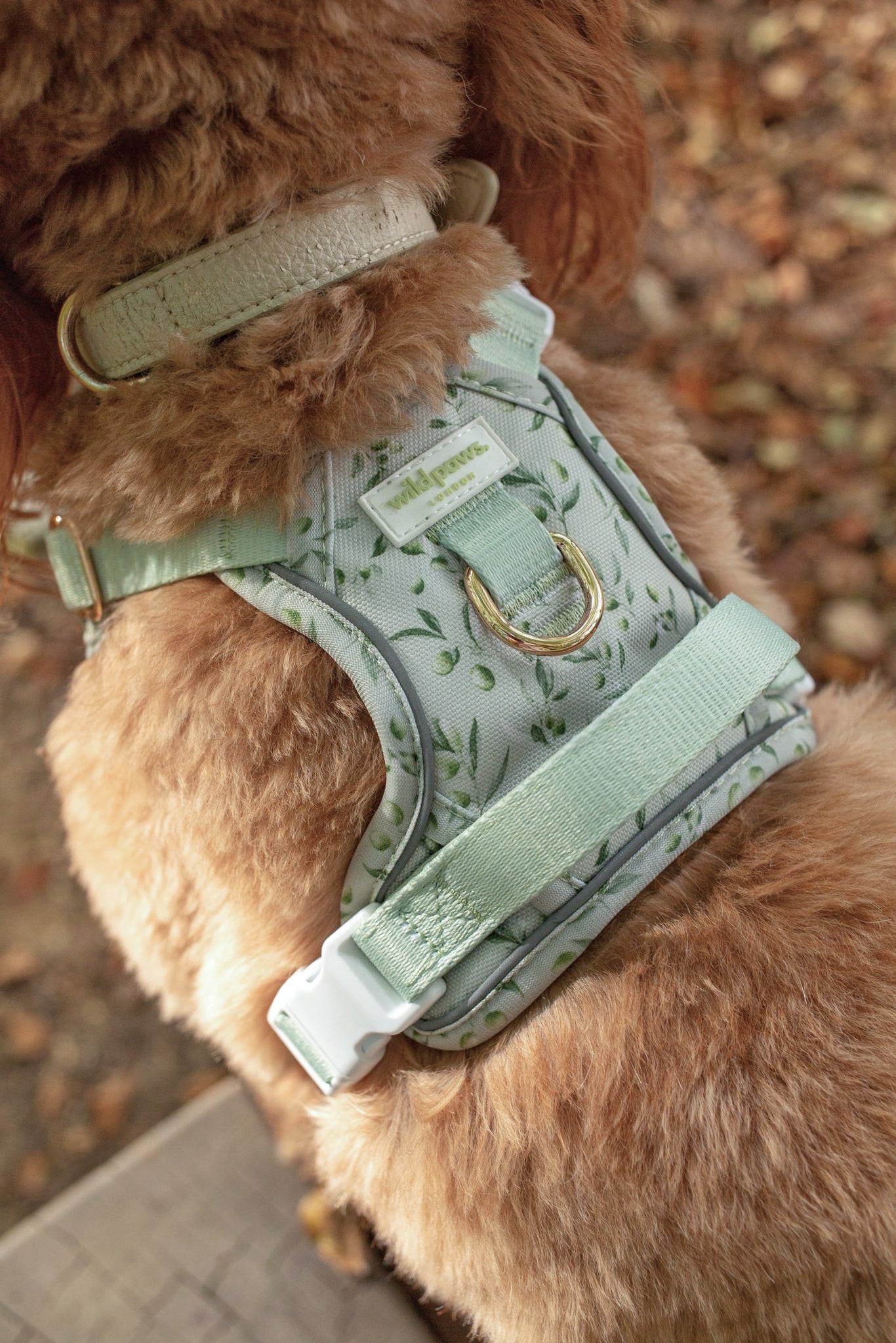 Olive Orchard Wild Edition Harness