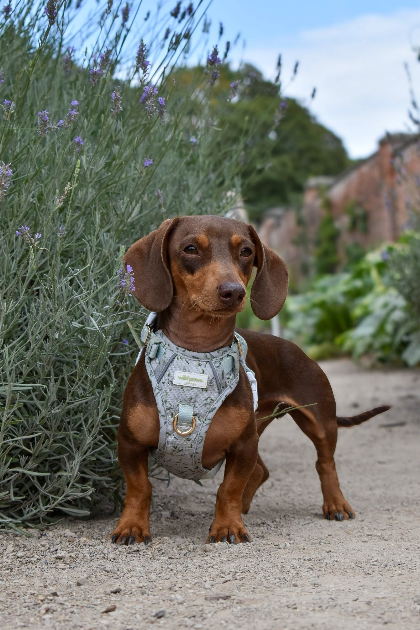Olive Orchard Wild Edition Harness