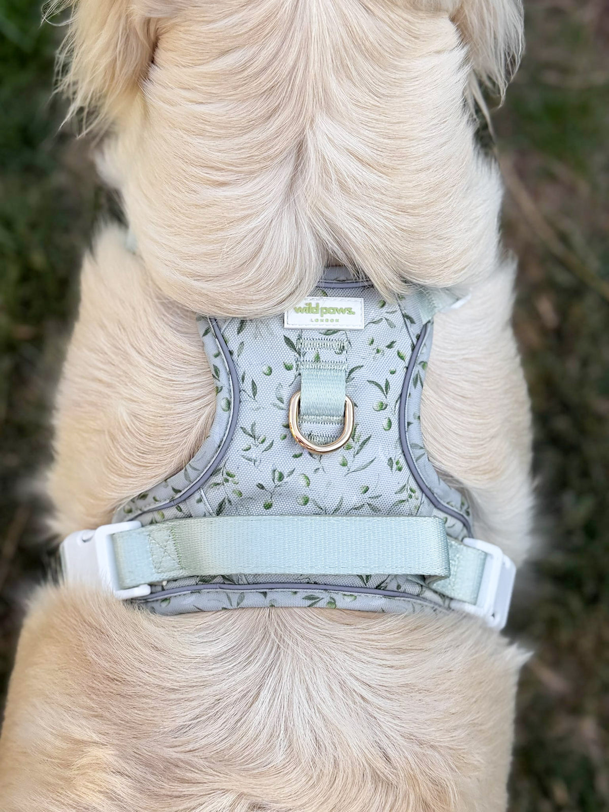 Olive Orchard Wild Edition Harness