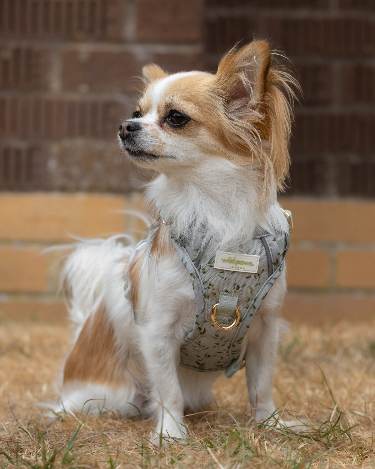 Olive Orchard Wild Edition Harness