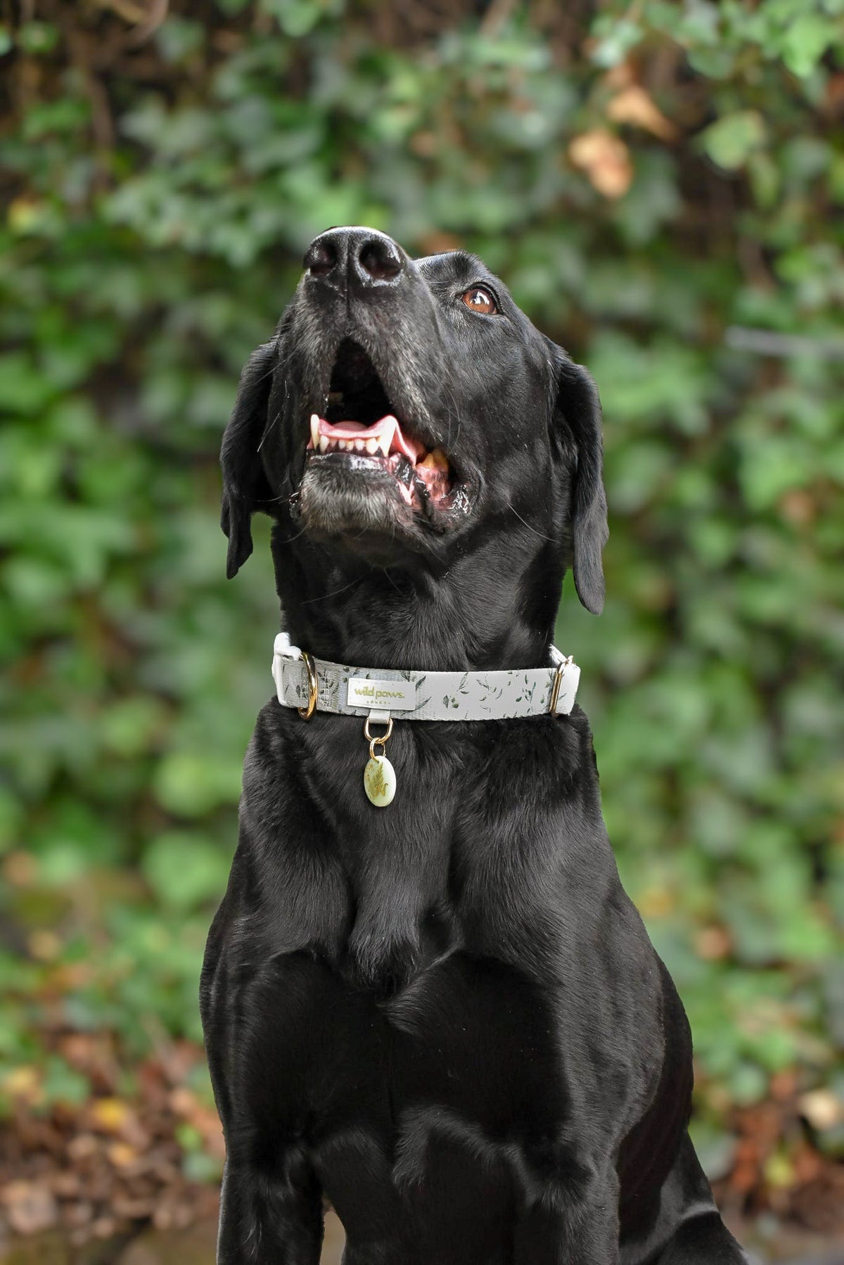 Olive Orchard Adjustable Collar