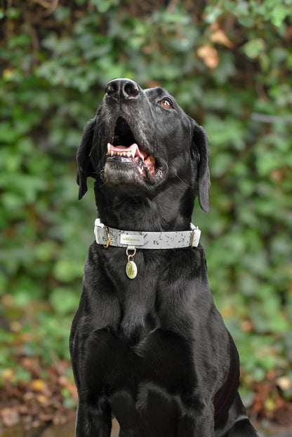 Olive Orchard Adjustable Collar