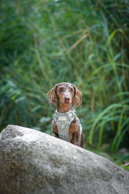 Olive Orchard Wild Edition Harness