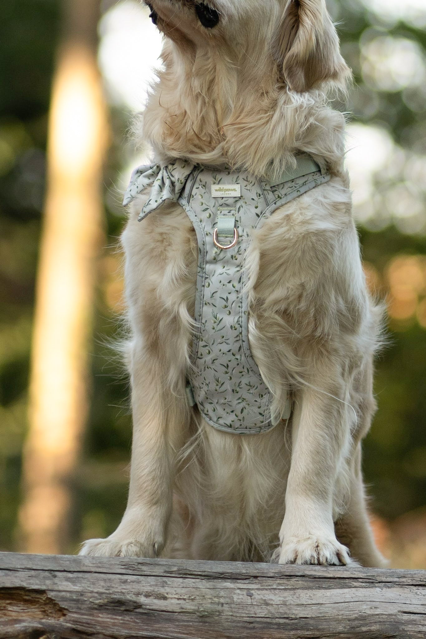 Olive Orchard Wild Edition Harness