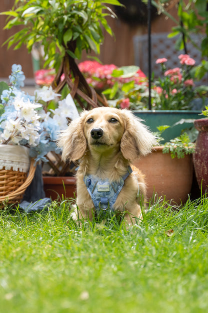Wildflower Whispers Wild Edition Harness