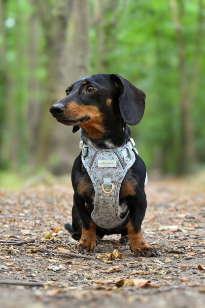 Olive Orchard Wild Edition Harness