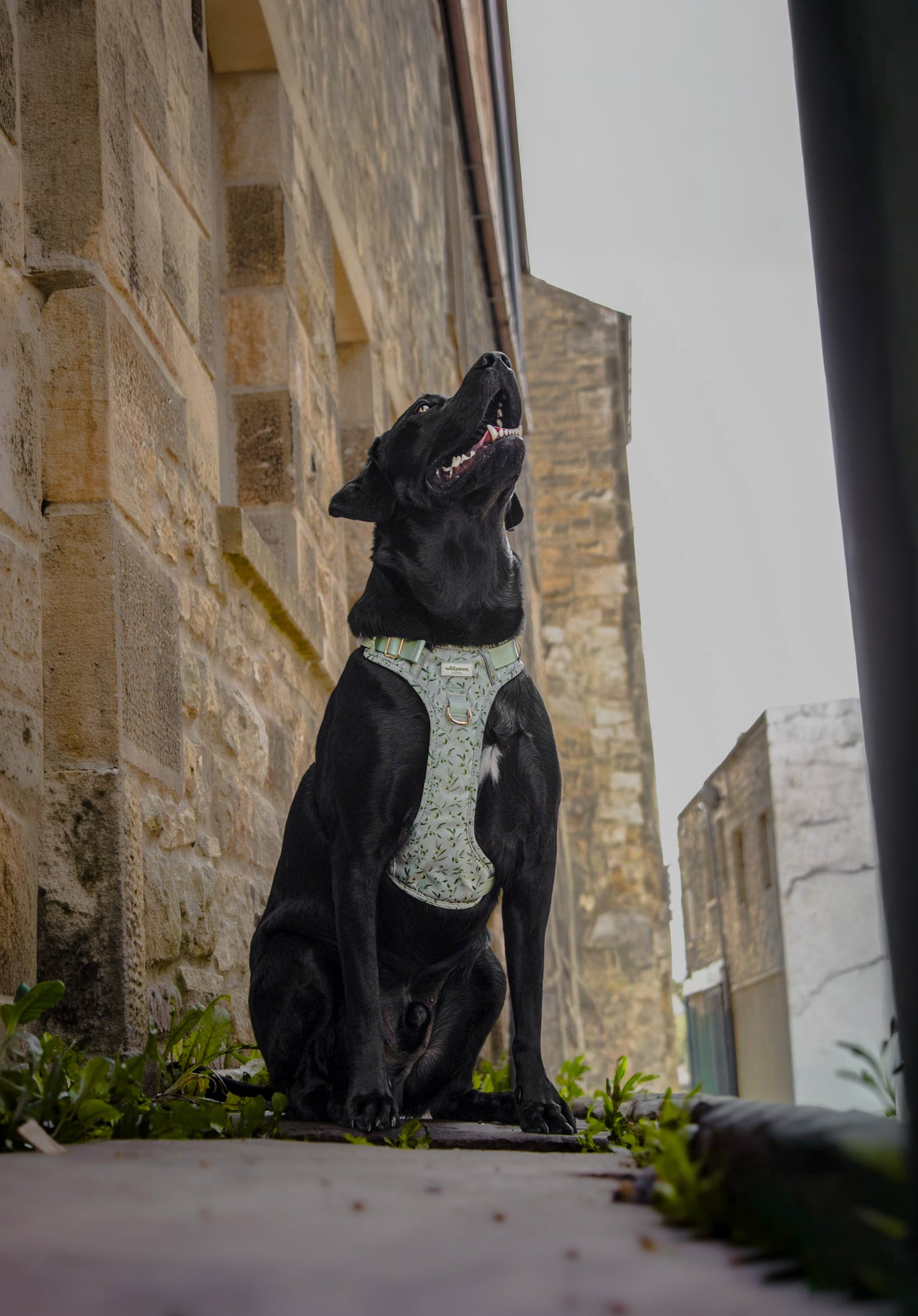 Olive Orchard Wild Edition Harness