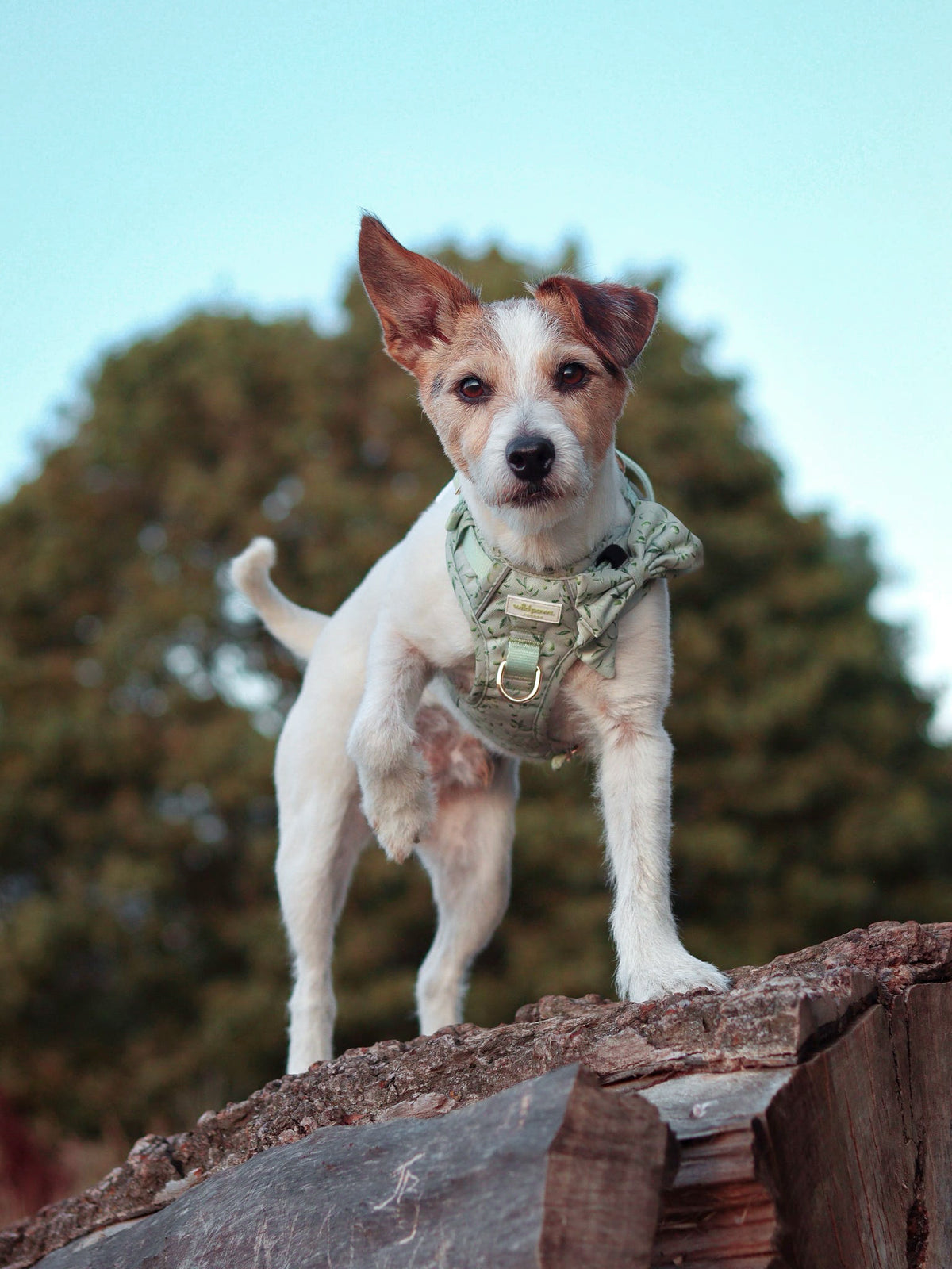 Olive Orchard Wild Edition Harness