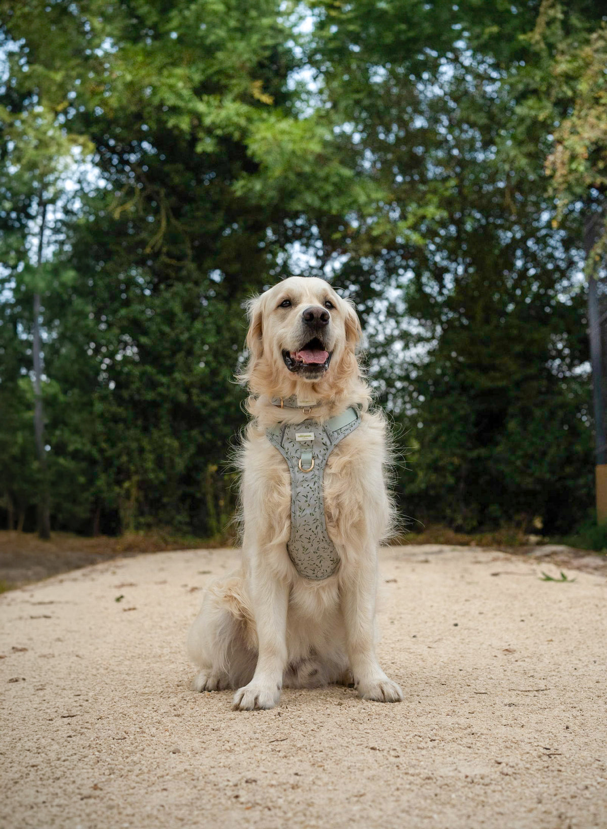 Olive Orchard Wild Edition Harness