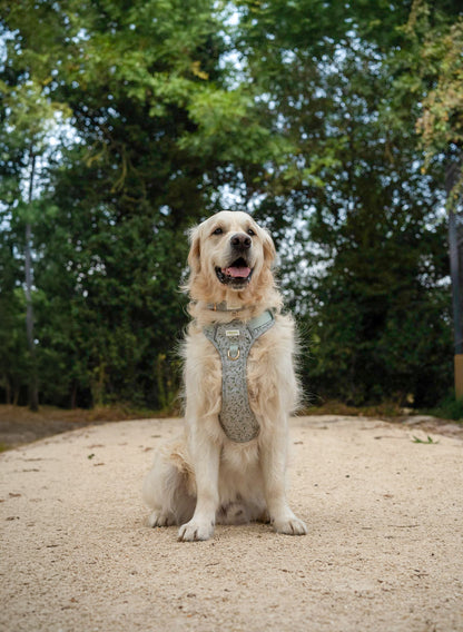 Olive Orchard Wild Edition Harness