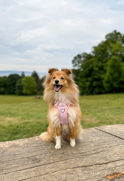 Strawberry Shortcake Wild Edition Harness