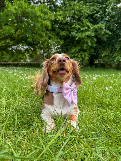 Strawberry Shortcake Adjustable Collar